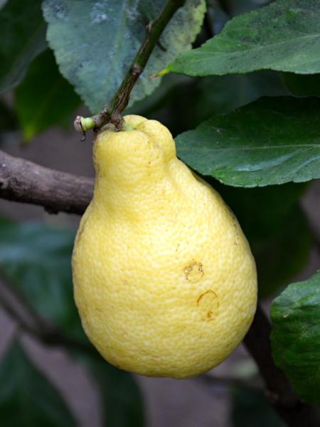 Citrus lemon Peretta