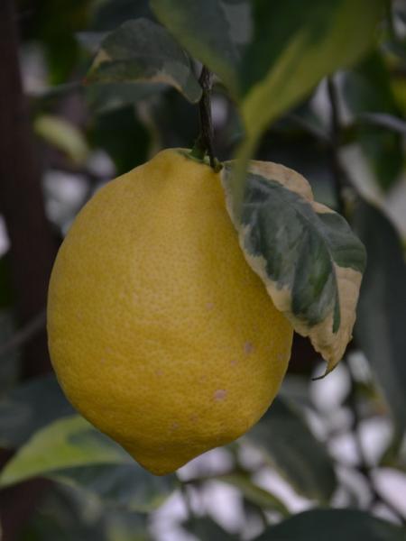 limon