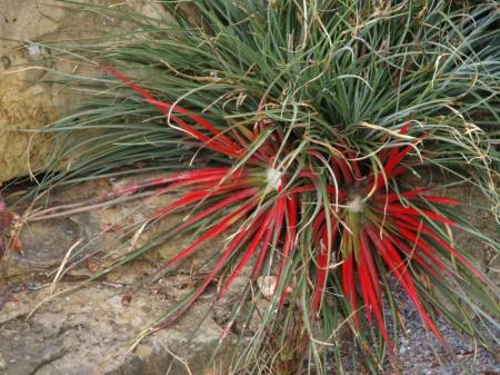 fascicularia-bicolor