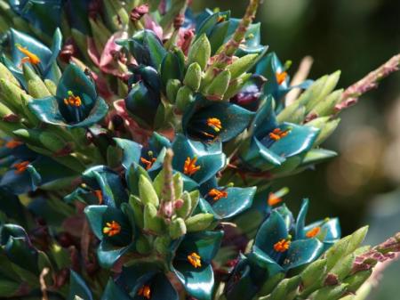 puya-alpestris
