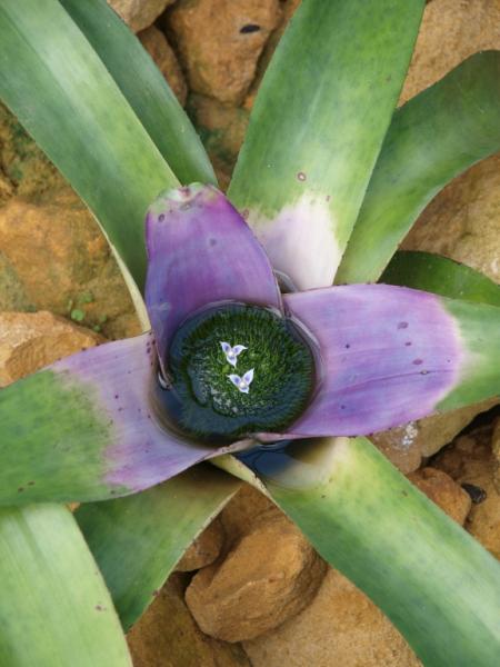neoregelia