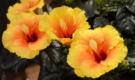 Hibiscus Apollo
