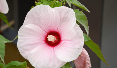 Hibiscus moscheutos Tansol