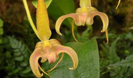 Bulbophyllum