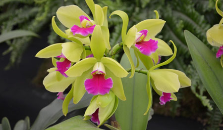 Epilaeliocattleya